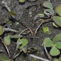 Wedel Vierblättriger Kleefarn - Marsilea quadrifolia