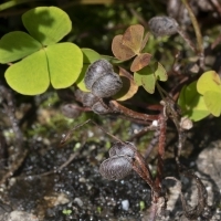 Sori Vierblättriger Kleefarn - Marsilea quadrifolia