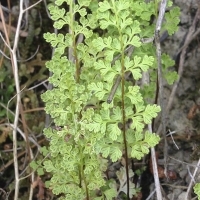 Dünnblättriger Nacktfarn - Anogramma leptophylla