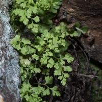 Habitus Dünnblättriger Nacktfarn - Anogramma leptophylla