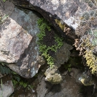 Dünnblättriger Nacktfarn - Anogramma leptophylla