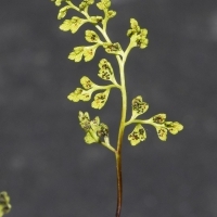 Fieder Unterseite Dünnblättriger Nacktfarn - Anogramma leptophylla