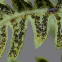 Sumpffarn - Thelypteris palustris