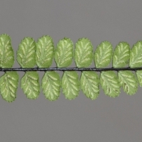 Fieder Unterseite Braunstieliger Streifenfarn - Asplenium trichomanes