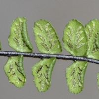 Sori Braunstieliger Streifenfarn - Asplenium trichomanes