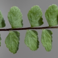 Fieder Oberseite Braungrünstieliger Streifenfarn - Asplenium adulterinum