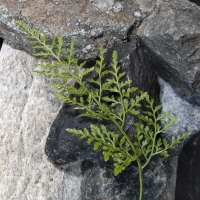 Wedel Keilblättriger Streifenfarn - Asplenium cuneifolium