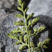 Fieder Unterseite Keilblättriger Streifenfarn - Asplenium cuneifolium
