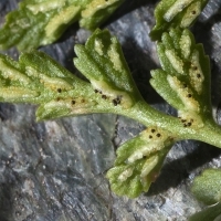 Sori Keilblättriger Streifenfarn - Asplenium cuneifolium