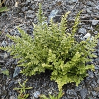 Habitus Keilblättriger Streifenfarn - Asplenium cuneifolium