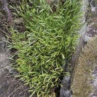 Habitus Nordischer Streifenfarn - Asplenium septentrionale