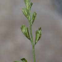 Fieder Unterseite Deutscher Streifenfarn - Asplenium × alternifolium