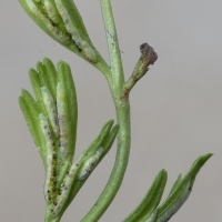 Sori Deutscher Streifenfarn - Asplenium × alternifolium