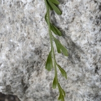Wedel Deutscher Streifenfarn - Asplenium × alternifolium