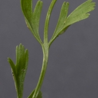 Fieder Oberseite Deutscher Streifenfarn - Asplenium × alternifolium