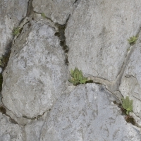 Lebensraum Strichfarn - Asplenium petrarchae