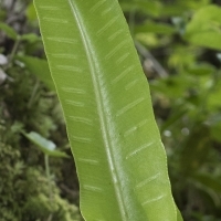 Fieder Oberseite Hirschzunge - Phyllitis scolopendrium