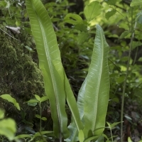 Hirschzunge - Phyllitis scolopendrium