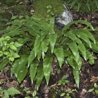 Hirschzunge - Phyllitis scolopendrium