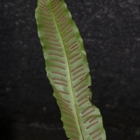 Fieder Unterseite Hirschzunge - Phyllitis scolopendrium