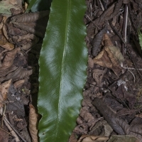 Wedel Hirschzunge - Phyllitis scolopendrium
