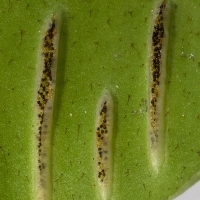 Sori Hirschzunge - Phyllitis scolopendrium