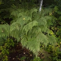 Wald-Frauenfarn - Athyrium filix-femina