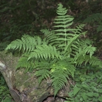 Habitus Wald-Frauenfarn - Athyrium filix-femina