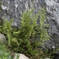 Habitus Alpen-Blasenfarn - Cystopteris alpina