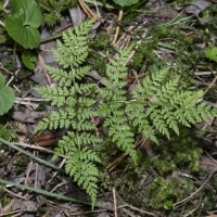 Wedel Berg-Blasenfarn - Cystopteris montana