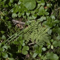 Berg-Blasenfarn - Cystopteris montana