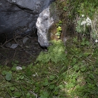Lebensraum Berg-Blasenfarn - Cystopteris montana