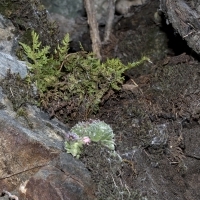 Südlicher Wimperfarn - Woodsia ilvensis