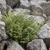 Habitus Alpen-Wimperfarn - Woodsia alpina