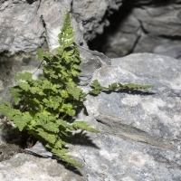 Zierlicher Wimperfarn - Woodsia pulchella