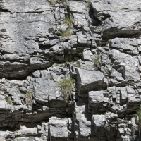 Lebensraum Zierlicher Wimperfarn - Woodsia pulchella