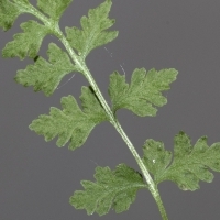 Fieder Oberseite Zierlicher Wimperfarn - Woodsia pulchella