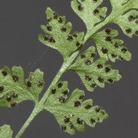 Fieder Unterseite Zierlicher Wimperfarn - Woodsia pulchella