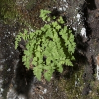 Zierlicher Wimperfarn - Woodsia pulchella