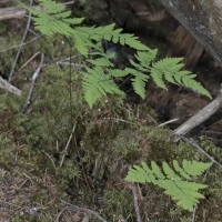 Eichenfarn - Gymnocarpium dryopteris