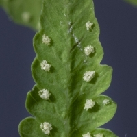 Sori Eichenfarn - Gymnocarpium dryopteris