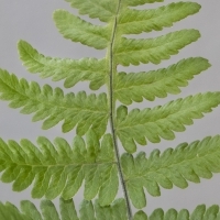 Fieder Oberseite Ruprechtsfarn - Gymnocarpium robertianum