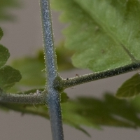 Ruprechtsfarn - Gymnocarpium robertianum