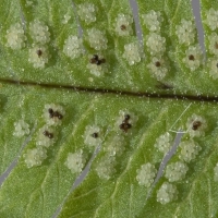 Sori Ruprechtsfarn - Gymnocarpium robertianum