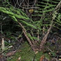 Borstiger Schildfarn - Polystichum setiferum
