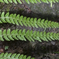 Fieder Oberseite Borstiger Schildfarn - Polystichum setiferum