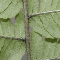 Schuppiger Wurmfarn - Dryopteris affinis