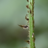 Breiter Wurmfarn - Dryopteris dilatata