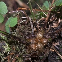 Breiter Wurmfarn - Dryopteris dilatata
