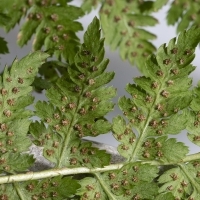 Fieder Unterseite Alpen-Wurmfarn - Dryopteris expansa